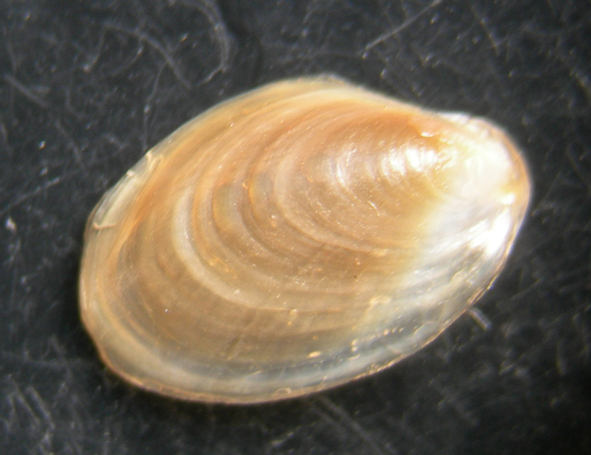 aplysia punctata